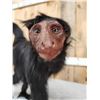 Image 9 : Vintage Spider Monkey Full Body Taxidermy Mount