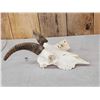 Image 2 : Rocky Mountain Bighorn Ewe Female Sheep Skull Taxidermy