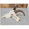 Image 3 : Rocky Mountain Bighorn Ewe Female Sheep Skull Taxidermy