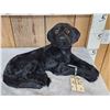 Image 2 : Reproduction Black Lab Puppy Full Body Taxidermy Mount