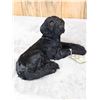 Image 4 : Reproduction Black Lab Puppy Full Body Taxidermy Mount