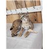 Image 3 : Bobcat Full Body Taxidermy Mount