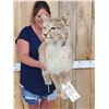 Image 3 : Bobcat Full Body Taxidermy Mount