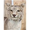 Image 4 : Bobcat Full Body Taxidermy Mount