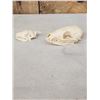 Image 3 : African Cape Fox & European Hedge Hog Skulls Taxidermy