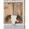 Image 1 : Big Hereford Bull Skull Taxidermy