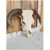 Image 3 : Big Hereford Bull Skull Taxidermy