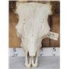 Image 4 : Big Hereford Bull Skull Taxidermy