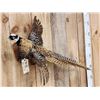 Image 2 : Reeves Pheasant In Flight Bird Taxidermy