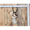 Image 1 : Pronghorn Antelope Shoulder Mount Taxidermy
