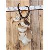 Image 2 : Pronghorn Antelope Shoulder Mount Taxidermy