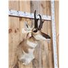 Image 3 : Pronghorn Antelope Shoulder Mount Taxidermy