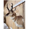Image 4 : Pronghorn Antelope Shoulder Mount Taxidermy