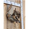 Image 2 : Baby Raccoon Playing On A Limb Taxidermy