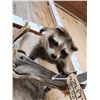 Image 5 : Baby Raccoon Playing On A Limb Taxidermy