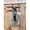 Image 2 : Feral Goat Shoulder Mount Taxidermy