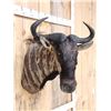 Image 4 : African Blue Wildebeest Shoulder Mount Taxidermy