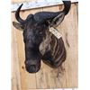 Image 6 : African Blue Wildebeest Shoulder Mount Taxidermy