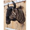 Image 7 : African Blue Wildebeest Shoulder Mount Taxidermy