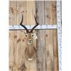 Image 1 : African Impala Shoulder Mount Taxidermy