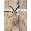 Image 2 : African Impala Shoulder Mount Taxidermy