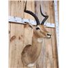 Image 3 : African Impala Shoulder Mount Taxidermy