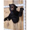 Image 2 : Black Bear Half Body Taxidermy Mount