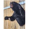 Image 3 : Black Bear Half Body Taxidermy Mount