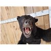 Image 4 : Black Bear Half Body Taxidermy Mount