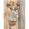 Image 2 : Jackalope Shoulder Mount Taxidermy