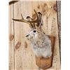 Image 3 : Jackalope Shoulder Mount Taxidermy