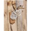 Image 4 : Jackalope Shoulder Mount Taxidermy
