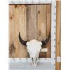Image 1 : American Bison Buffalo Skull Taxidermy
