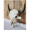 Image 2 : American Bison Buffalo Skull Taxidermy