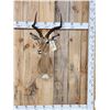 Image 1 : African Impala Shoulder Mount Taxidermy