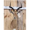 Image 2 : African Impala Shoulder Mount Taxidermy