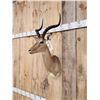 Image 3 : African Impala Shoulder Mount Taxidermy