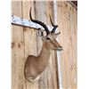 Image 4 : African Impala Shoulder Mount Taxidermy