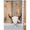 Image 1 : American Bison Buffalo Skull Taxidermy