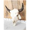 Image 2 : American Bison Buffalo Skull Taxidermy