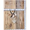 Image 1 : Pronghorn Antelope Shoulder Mount Taxidermy