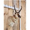 Image 4 : Pronghorn Antelope Shoulder Mount Taxidermy