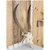 Image 3 : African Waterbuck Skull Taxidermy