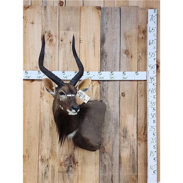 African Nyala Shoulder Mount Taxidermy