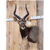 Image 2 : African Nyala Shoulder Mount Taxidermy