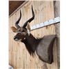 Image 3 : African Nyala Shoulder Mount Taxidermy