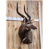 Image 5 : African Nyala Shoulder Mount Taxidermy