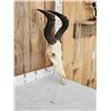Image 3 : African Hartebeest Skull Taxidermy