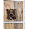Image 1 : HUGE Vintage Alaskan Brown Bear Shoulder Mount Taxidermy