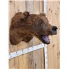 Image 3 : HUGE Vintage Alaskan Brown Bear Shoulder Mount Taxidermy